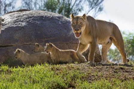 Посетителям зоопарка Сан-Диего впервые показали львят