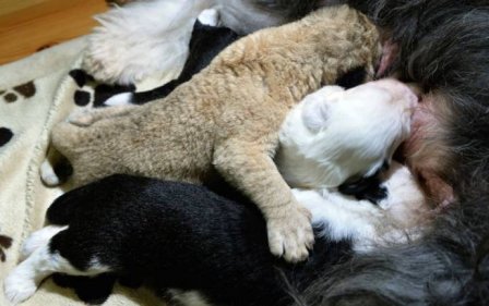 В Польше собака выкармливает львенка вместе со своими щенками
