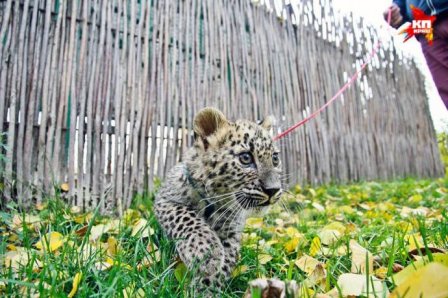 В Барнаульском зоопарке выгуливают детеныша леопарда