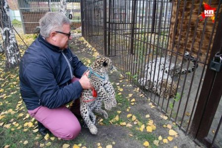 В Барнаульском зоопарке выгуливают детеныша леопарда