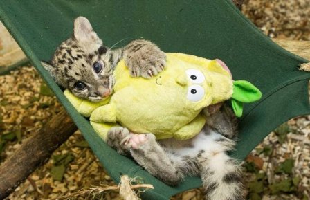 Работник зоопарка выходил детеныша леопарда