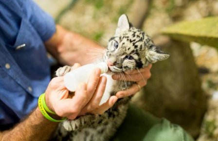 Работник зоопарка выходил детеныша леопарда