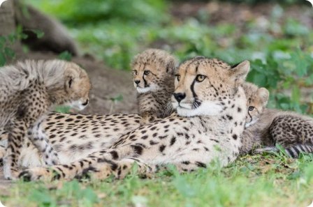 В зоопарке Базеля подрастают четыре детеныша гепарда