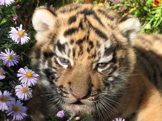 В зоопарке Николаева родился тигренок (ФОТО)