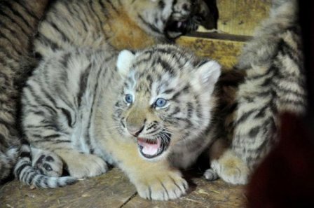 В украинском зоопарке появились детеныши редкого тигра