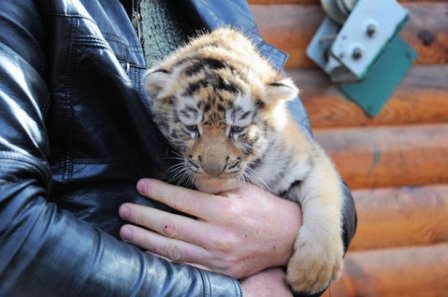 В украинском зоопарке появились детеныши редкого тигра