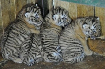 Тигрица из Красной Книги поселилась в зоопарке Васильевки
