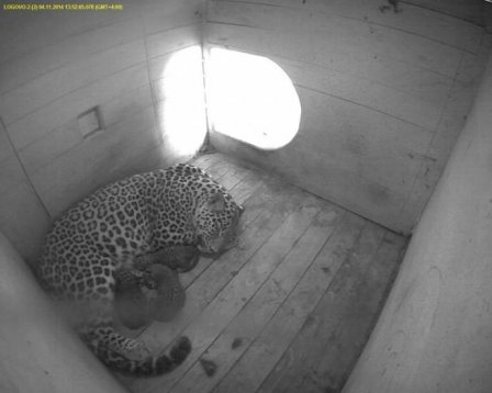В Сочинском национальном парке родились детеныши леопарда