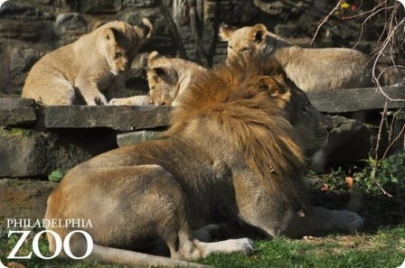 В зоопарке Филадельфии подрастают африканские львята