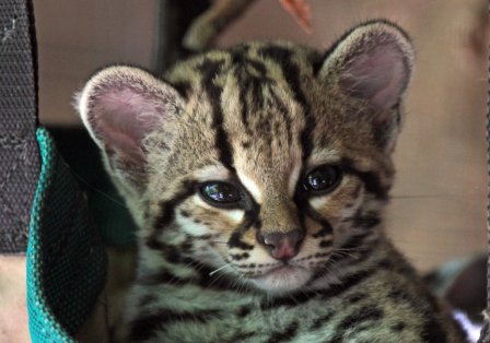 Кошка американская, или марги (Leopardus (Felis) wiedii)