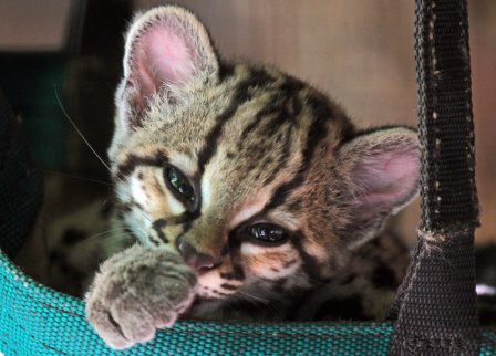 Кошка американская, или марги (Leopardus (Felis) wiedii)