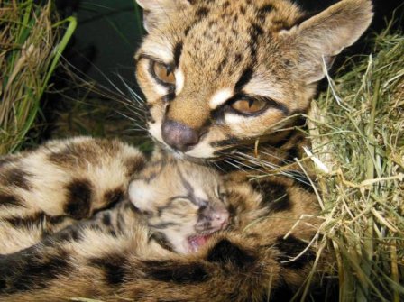 В зоопарке Уругвая родился детеныш дикой кошки маргай