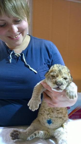 В зоогалерее Иркутска впервые родились львята