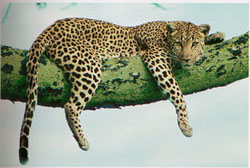 Леопард переднеазиатский (Panthera pardus tulliana)