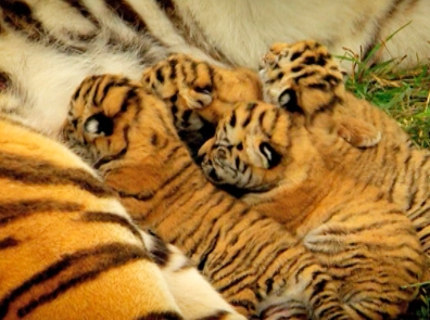Жизнь тигренка в Китае спасали в инкубаторе