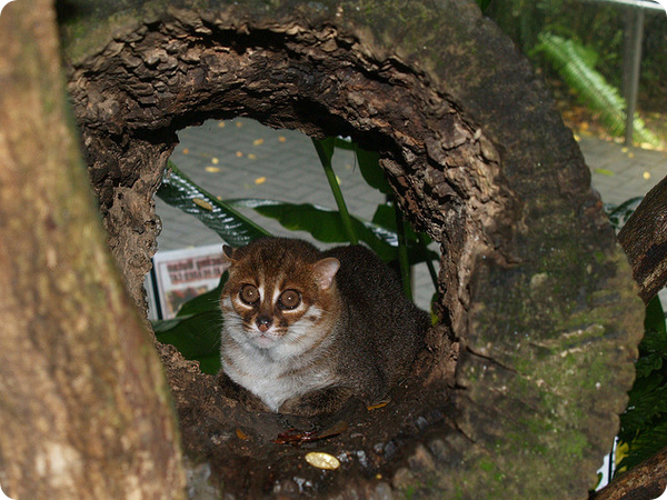 Суматранская кошка » Magnus Felidae (Великие Кошачьи) - красота и  превосходство!