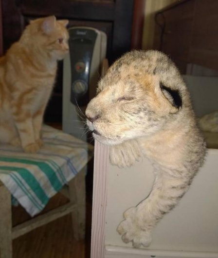 В зоогалерее Иркутска впервые родились львята