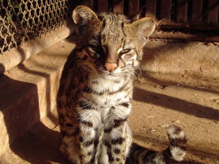 Кошка онцилла, или малая пятнистая, или тигровая кошка (Leopardus (Felis) tigrina [tigrinus] или Felis pardinoides)