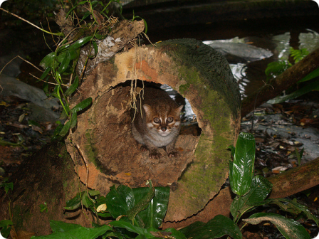 Суматранская кошка