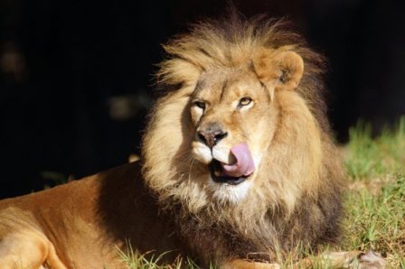 Всемирный день львов в зоопарке Окленда