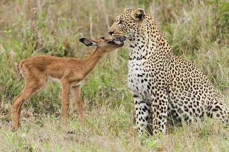 Невиданная дружба антилопы и леопарда