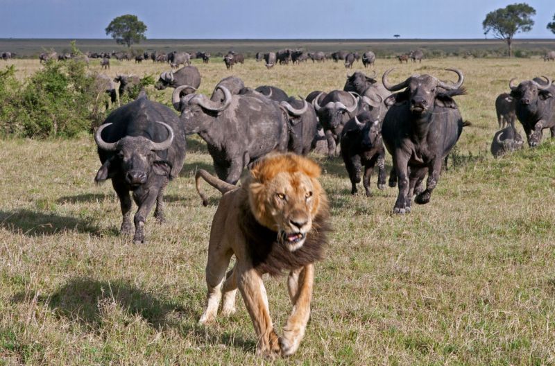 охота на буйволов и львов
