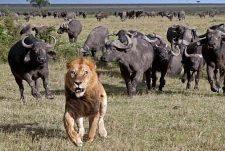 Неудачная охота семейной пары львов на буйвола (9 фото)