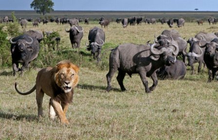Неудачная охота семейной пары львов на буйвола (9 фото)