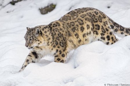 WWF намерен распространить проект по «усыновлению» снежных барсов на Тыву