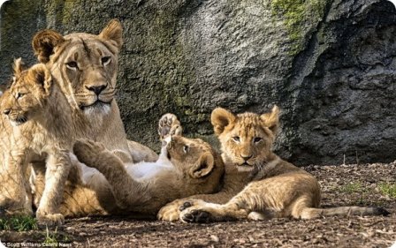 Львиное семейство из зоопарка Woodland Park