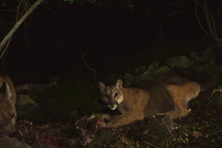 Горные львы Санта-Моники пойманы на камеру