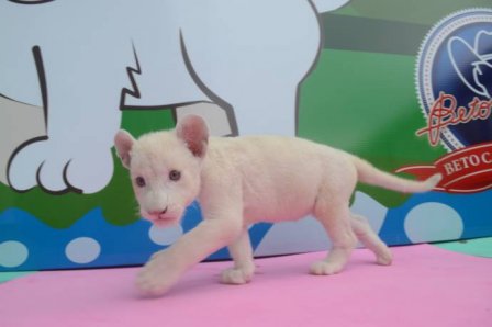 В Бразилии впервые родился белый львенок