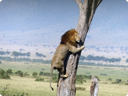 Льву пришлось забраться на дерево, спасаясь от буйволов