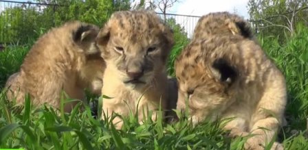 Слепая львица из сафари-парка «Тайган» вновь стала мамой
