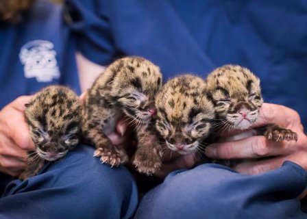 В зоопарке родились четыре дымчатых леопарда