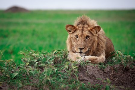 Как оказавшийся на свободе лев сходит с ума от счастья