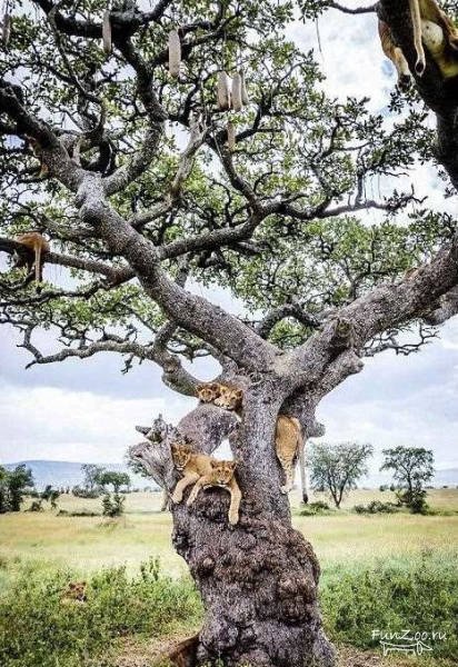 Дерево со львами
