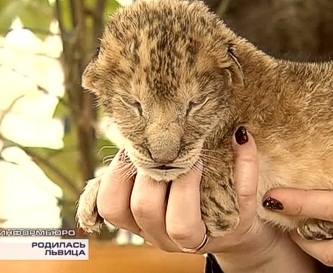В Севастопольском мини-зоопарке родился львенок