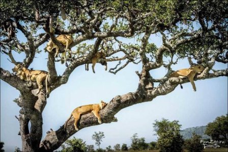Дерево со львами