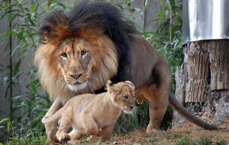 Разборки в львином семействе (5 фото)