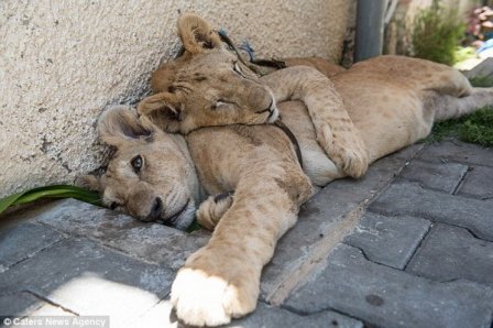 В секторе Газа спасли двух львят