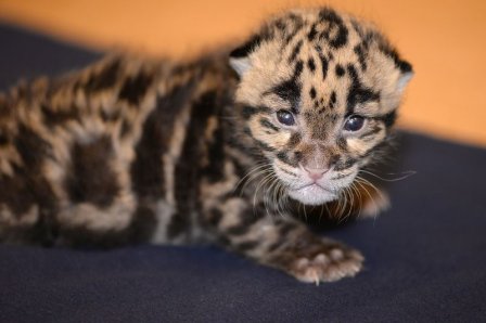 В зоопарке Флориды родился детеныш дымчатого леопарда