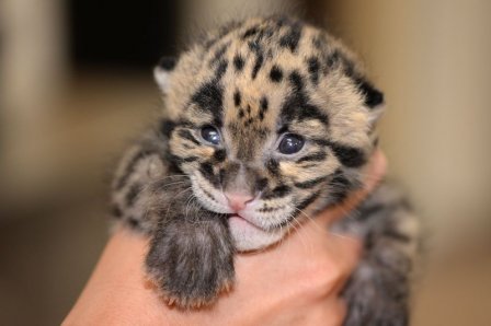 В зоопарке Флориды родился детеныш дымчатого леопарда