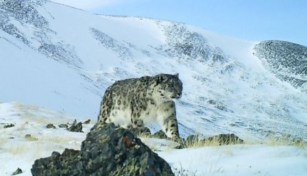 На Алтае сделали уникальные снимки снежного барса