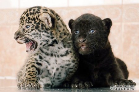 Два детеныша ягуара, обычный и черный, родились в Ленинградском зоопарке