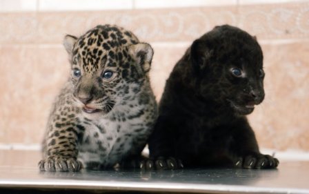 Два детеныша ягуара, обычный и черный, родились в Ленинградском зоопарке