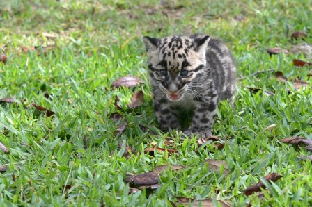Новые фото детеныша дымчатого леопарда из зоопарка Флориды