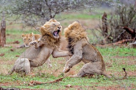В парке Крюгера двое львов подрались из-за самки
