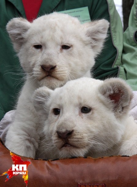 В Ярославском зоопарке показали белых львят