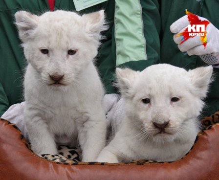 В Ярославском зоопарке показали белых львят